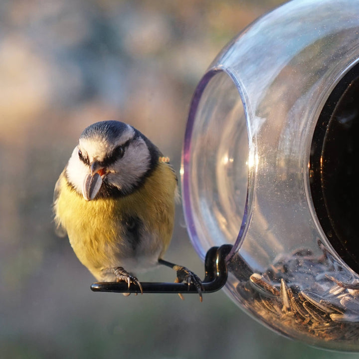 Window Birdfeeder